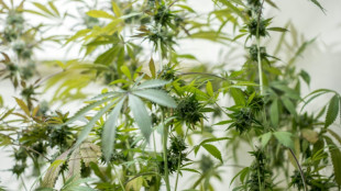Ermittler in Hessen finden auf Suche nach Einbrecher Cannabisplantage