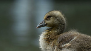 G&auml;nsefamilien l&ouml;sen Verkehrschaos auf Autobahn in Sachsen aus