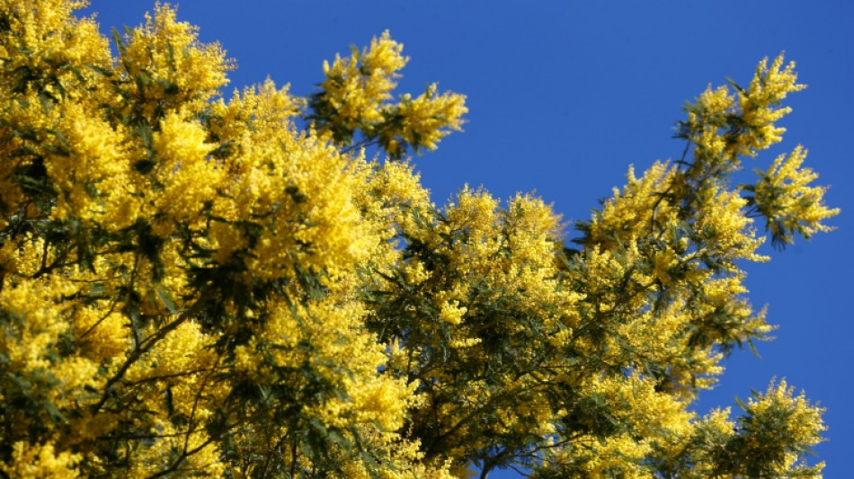 La mimosa, atracci&oacute;n tur&iacute;stica pero potencial peligro para la Costa Azul francesa