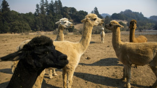 Bird flu detected in alpacas in US for the first time