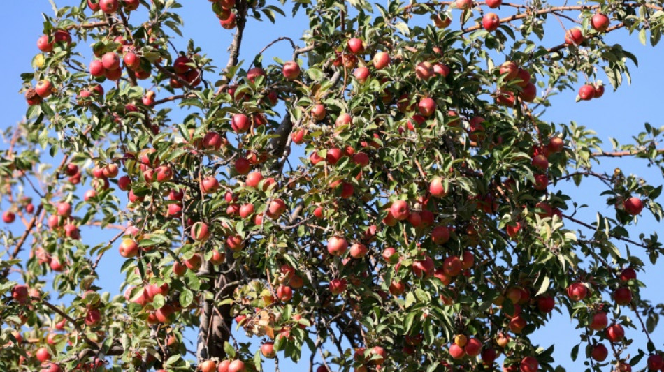 Stitung Warentest: Nur knapp jeder vierte Apfelsaft mit gut bewertet