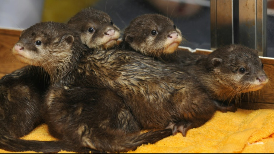 Detenido en Tailandia el naturalista espa&ntilde;ol Frank Cuesta por posesi&oacute;n ilegal de animales protegidos