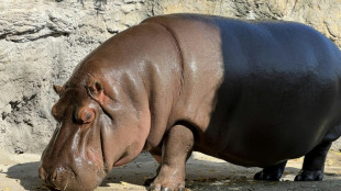 Hipopótamo saiu do México como macho e no Japão descobriu-se que era fêmea