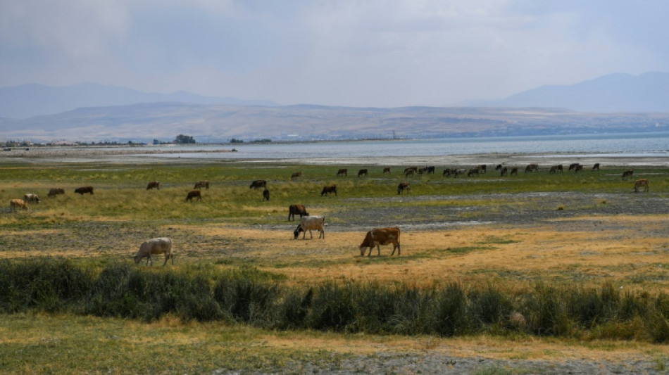 "Les animaux ont soif": la mort &agrave; petit feu du plus grand lac de Turquie