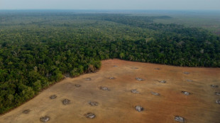 Recul de la d&eacute;forestation en Amazonie br&eacute;silienne sur un an