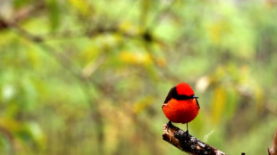Sous les tropiques, les oiseaux chanteurs prennent des couleurs