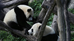 Vuelve la diplomacia panda: China envía dos osos a Washington