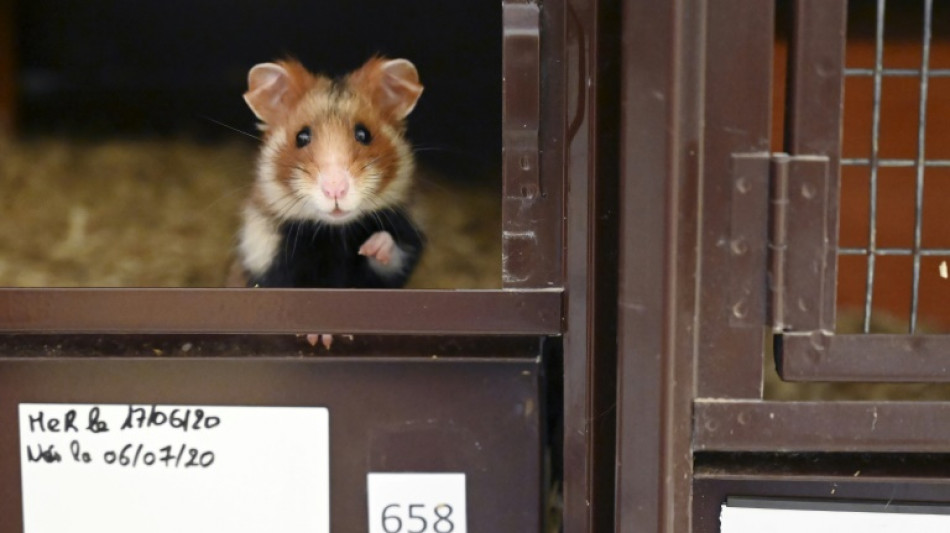 Hong Kong to cull hamsters after Covid found in pets