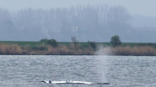Buckelwal vor Poel liegt erneut teilweise auf - Backhaus: "Er ruht sich aus"