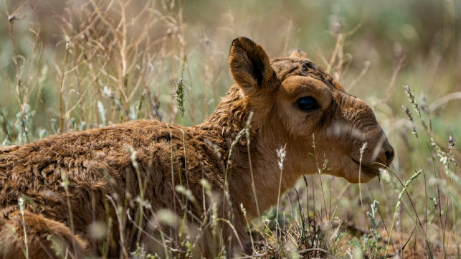 Kazakhstan: en danger, la population d'antilopes sa&iuml;gas d&eacute;passe un million