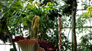 'Flor-cadáver' atrai curiosos em jardim botânico belga