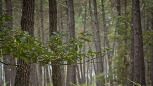Climat: la baisse du stockage de carbone par les forêts françaises devrait se poursuivre