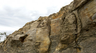 Br&eacute;sil: d&eacute;couverte de fossiles d'une for&ecirc;t de 290 millions d'ann&eacute;es