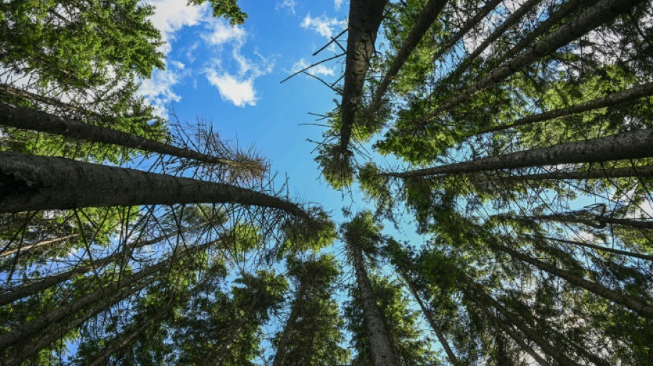 EU-Renaturierungsgesetz: Regierungsstreit in &Ouml;sterreich sorgt f&uuml;r Unsicherheit