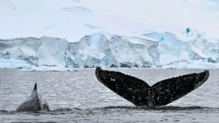 Rastreo de ballenas jorobadas detecta un descenso de ejemplares en el Pacífico norte