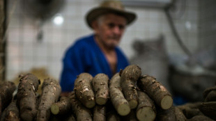 Una plaga desconocida diezma la yuca en Guayana Francesa y el norte de Brasil