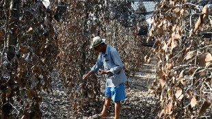 Au Cambodge, le précieux poivre de Kampot en péril face au changement climatique