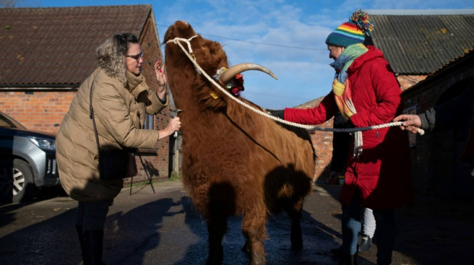 Contra el estr&eacute;s, ganaderos ingleses ofrecen sesiones de caricias a sus vacas