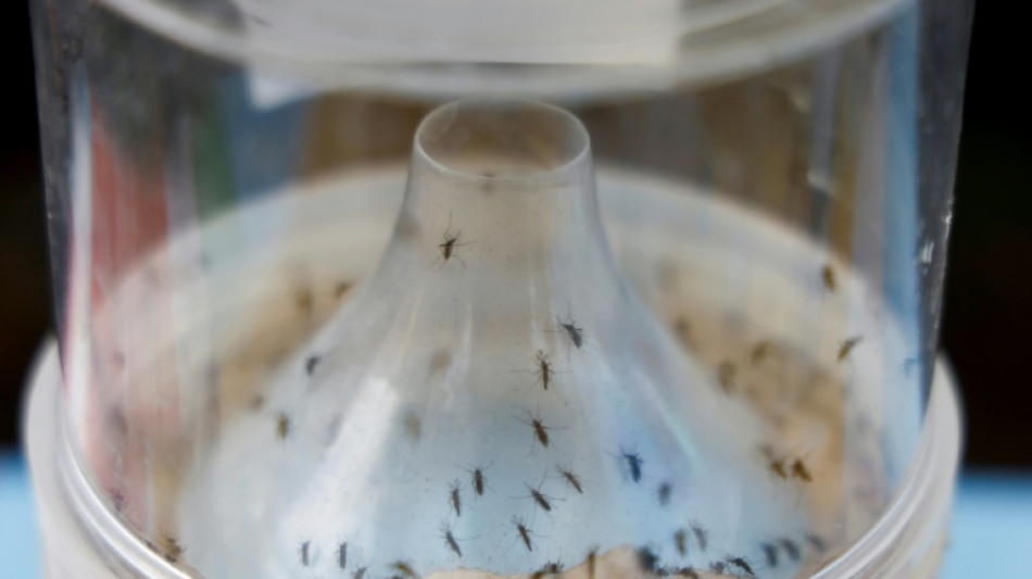 R&eacute;surgence du chikungunya en Guyane: la HAS recommande le vaccin Vimkunya pour les plus vuln&eacute;rables