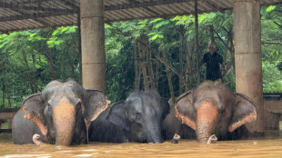 Tha&iuml;lande: deux &eacute;l&eacute;phants meurent noy&eacute;s dans des crues soudaines dans le nord du pays