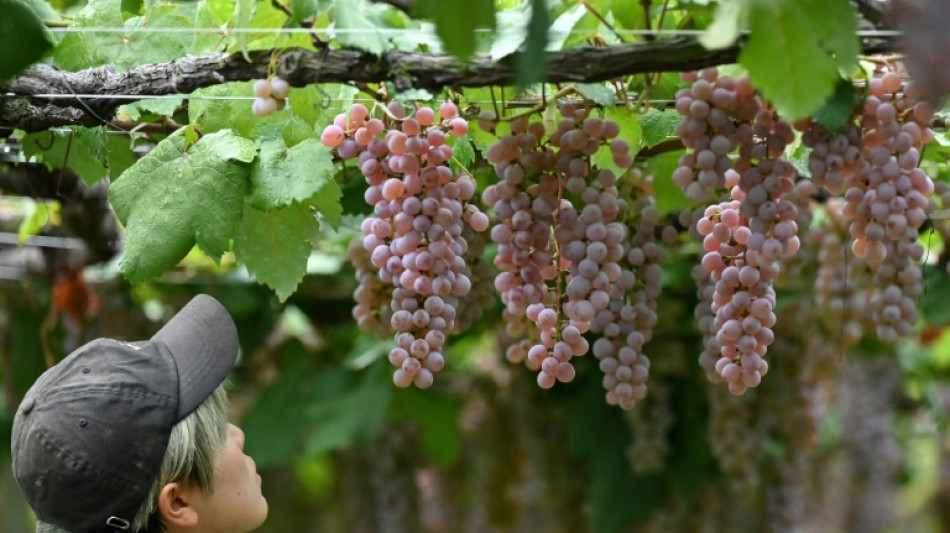 Le koshu, l'ascension d'un vin &agrave; l'&acirc;me japonaise
