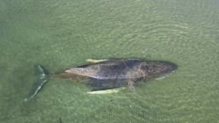 Biologe: Buckelwal vor K&uuml;ste Schleswig-Holsteins "aus eigener Kraft befreit"