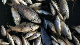 Iraq fish die-off leaves farmers mourning lost livelihoods