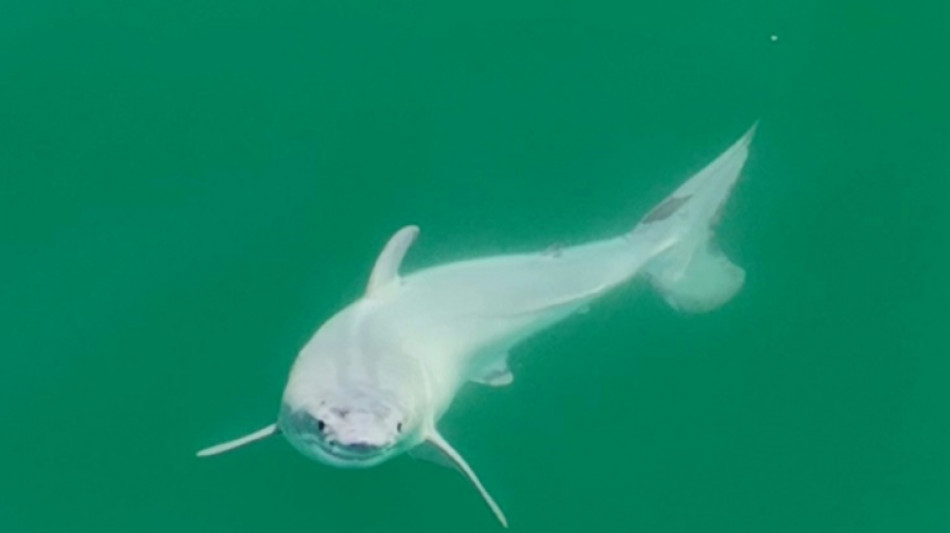 Expertos aseguran haber avistado un beb&eacute; tibur&oacute;n blanco despu&eacute;s de nacer