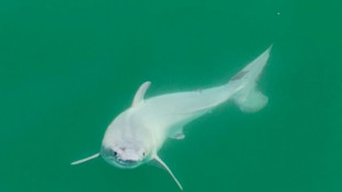 Expertos aseguran haber avistado un beb&eacute; tibur&oacute;n blanco despu&eacute;s de nacer