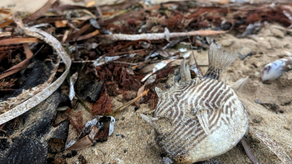 Toxic algae killing marine life off Australian coast