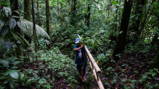 A l'ombre d'un volcan, un Indon&eacute;sien aide des orchid&eacute;es end&eacute;miques &agrave; refleurir