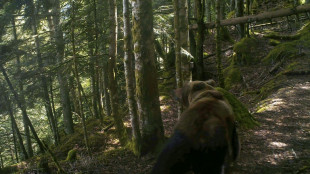 Ourse tu&eacute;e dans les Pyr&eacute;n&eacute;es: l'heure du d&eacute;lib&eacute;r&eacute; pour les chasseurs