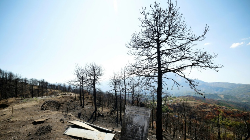 Questions loom over Albania's forests after devastating fires