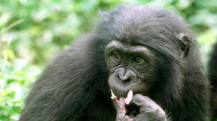 Derzeit wohl ältester Bonobo der Welt in Frankfurter Zoo gestorben
