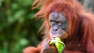 Malaysia plans to introduce 'orangutan diplomacy': minister