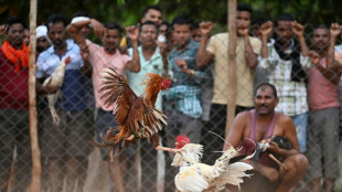En Inde, les combats de coqs, un vieux jeu d'argent divertissant des villages isolés