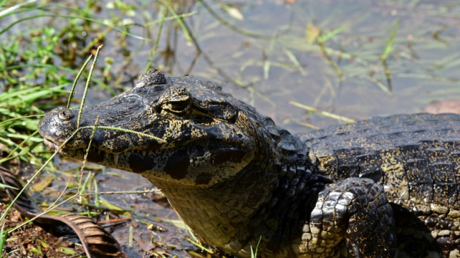 Uno de cada cinco reptiles está amenazado de extinción, según estudio