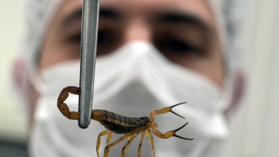 Escorpi&otilde;es s&atilde;o mais letais do que nunca no Brasil