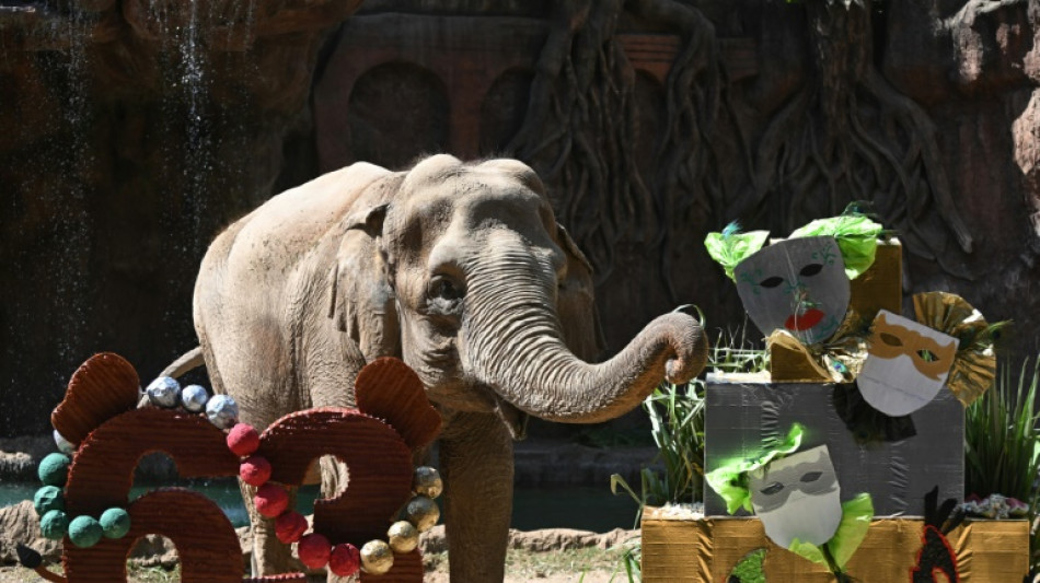 Con pastel y cantos, la elefanta Trompita celebra 63 años en Guatemala