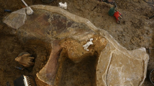 Une nouvelle espèce de dinosaure continue de sortir de terre en Charente