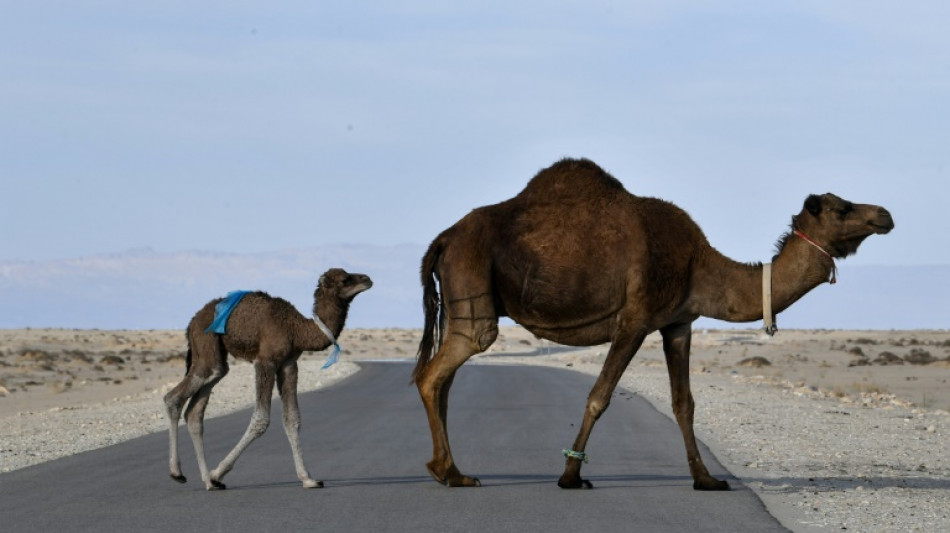 Ausgeb&uuml;xte Zirkustiere sorgen in Bandenburg f&uuml;r Polizeieinsatz