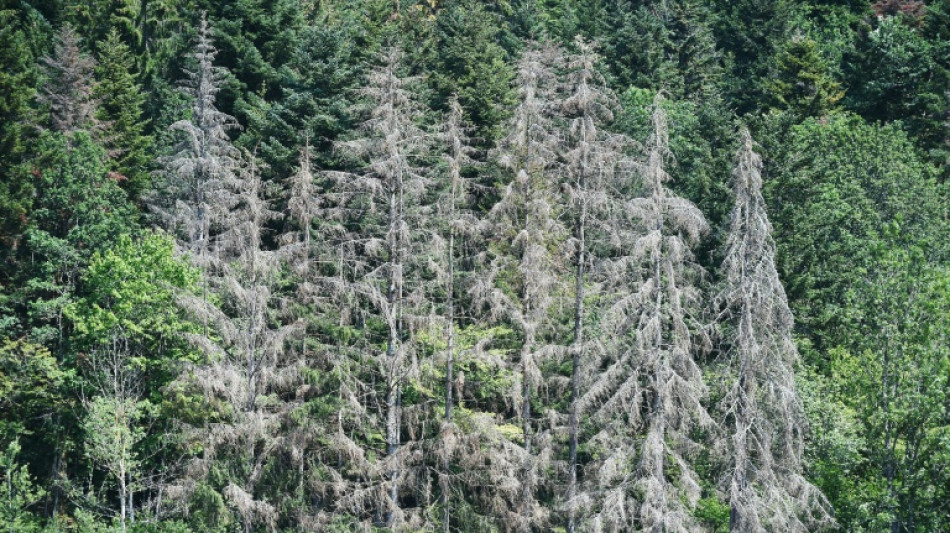 Janvier 2025 le plus chaud jamais mesur&eacute; dans le monde, nouveau record "surprenant" (Copernicus)