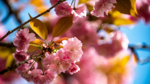 Au Japon, le roi des cerisiers fait de l'ombre &agrave; la diversit&eacute;