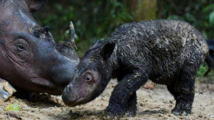 Rare naissance d'un rhinoc&eacute;ros de Sumatra dans une r&eacute;serve indon&eacute;sienne