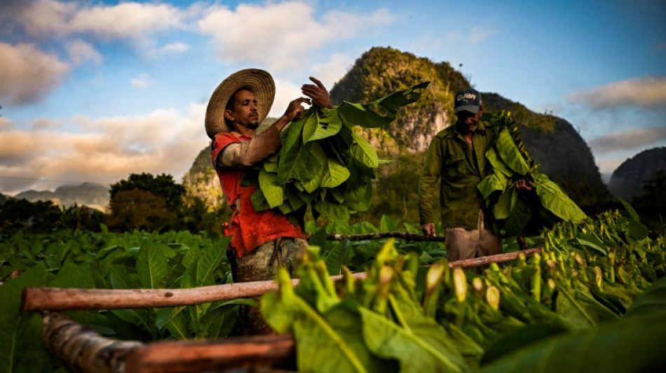 Cuba: la récolte de tabac en baisse pour la confection des célèbres havanes