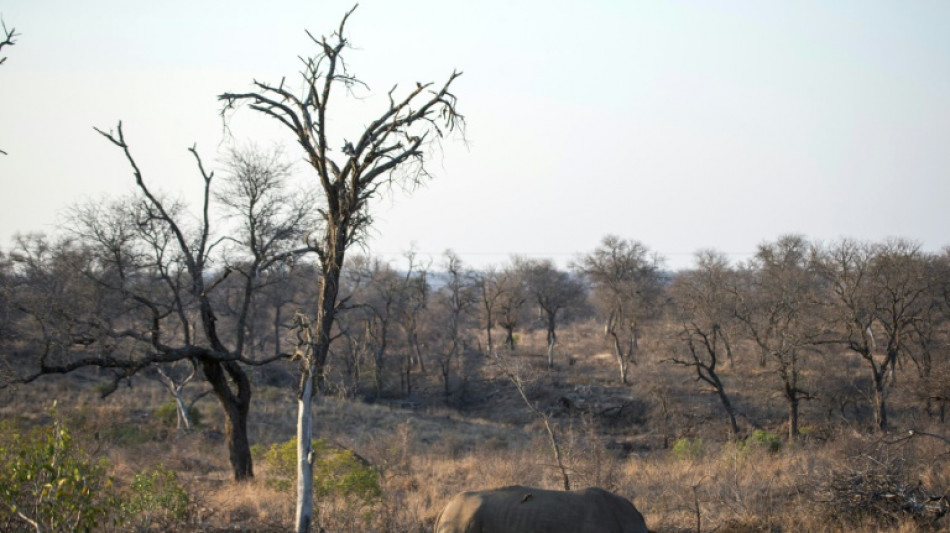 Afrique du Sud: baisse "pr&eacute;occupante" du nombre de rhinoc&eacute;ros au parc Kruger