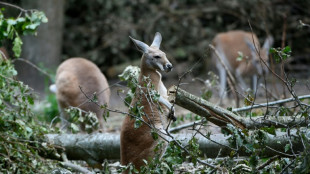 Ausgebüxtes Känguru in Hessen offenbar von Zug erfasst und getötet