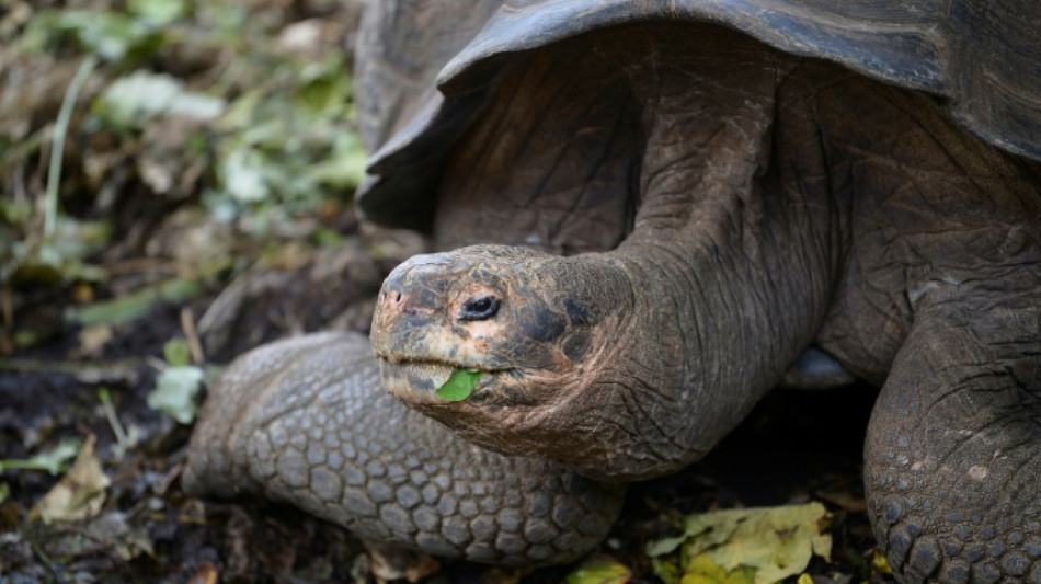 New giant tortoise species found in Galapagos after DNA study