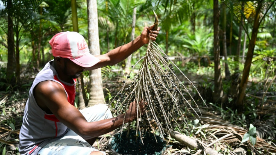 'Boom' do a&ccedil;a&iacute;, uma amea&ccedil;a para a Amaz&ocirc;nia