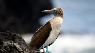 Ecuador will Wildvögel auf Galapagosinseln vor Vogelgrippe schützen